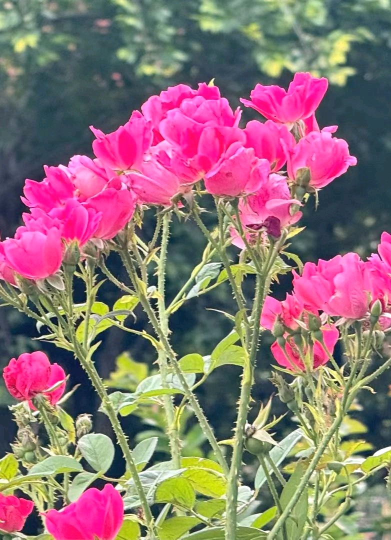 夏花绚烂🌸（图3）