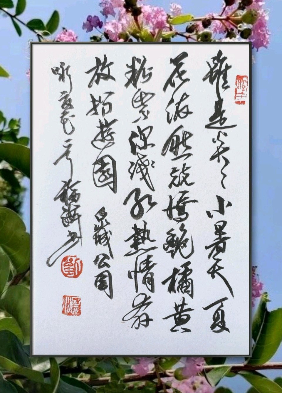 夏花绚烂🌸