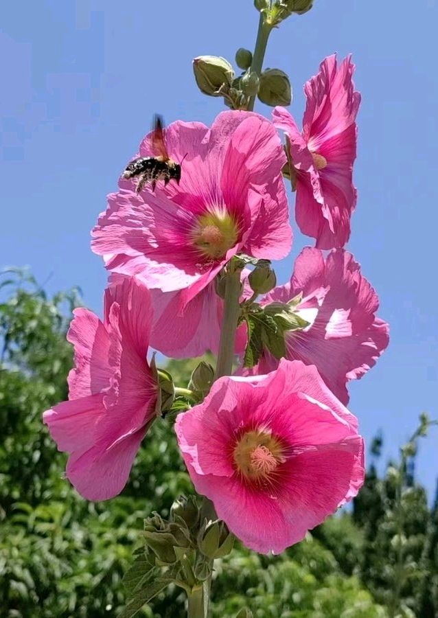 夏花绚烂🌸（图8）