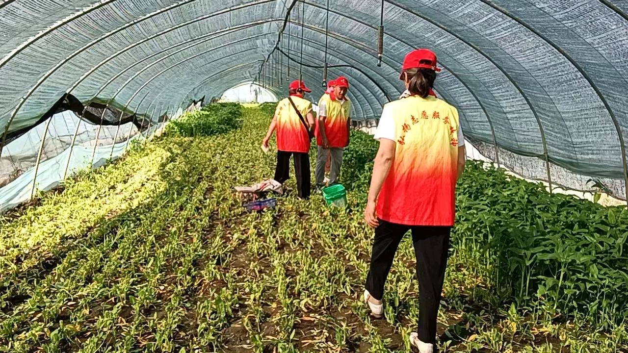 大棚察民情 帮扶解农忧（图2）