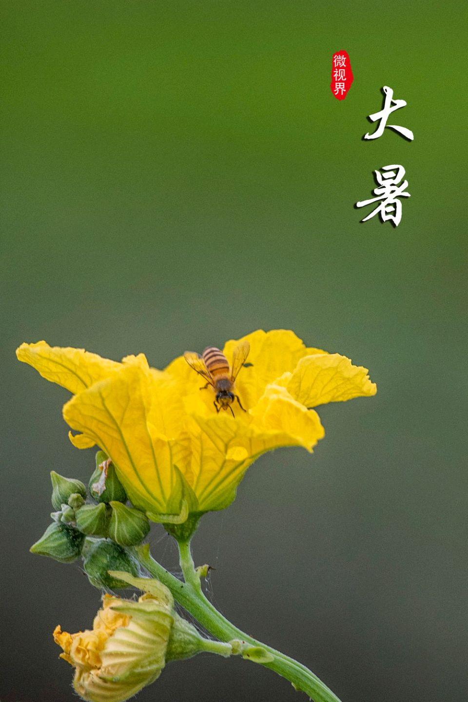 【荣耀中国】文学社*水调歌头·大暑 徐贤..上海（图3）