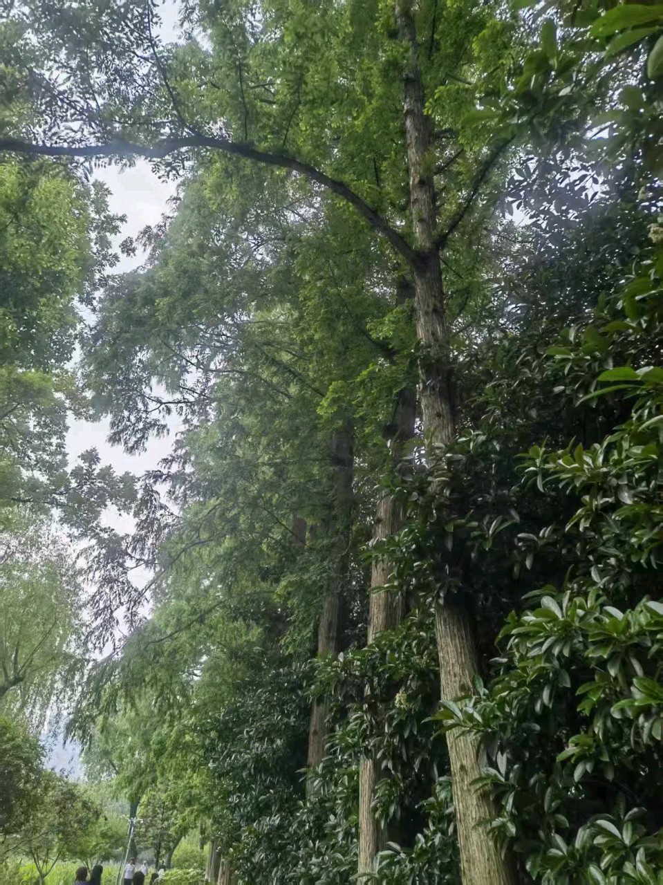 七律.水杉文/知无涯