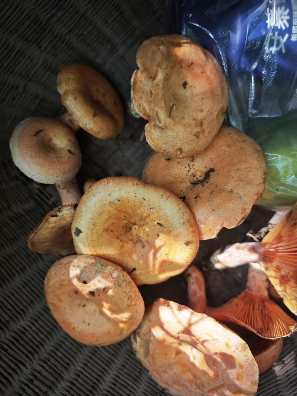 菌1 菌1