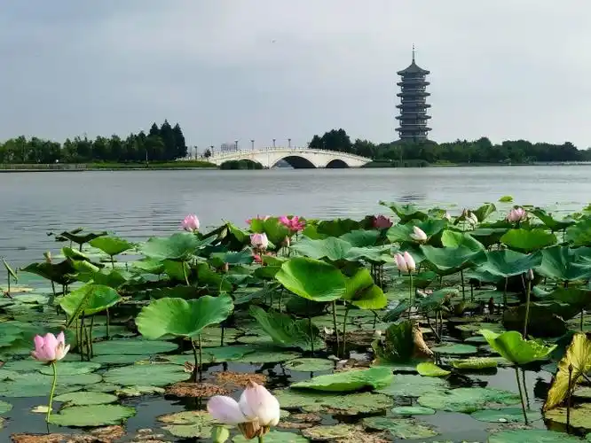 《格律诗十首》实力诗人/尹连荣、金牌主播/凤珠。（图5）