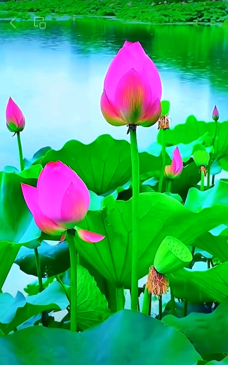 【荣耀中国】文学社*芙蓉醉 作者/怪夫子（图2）