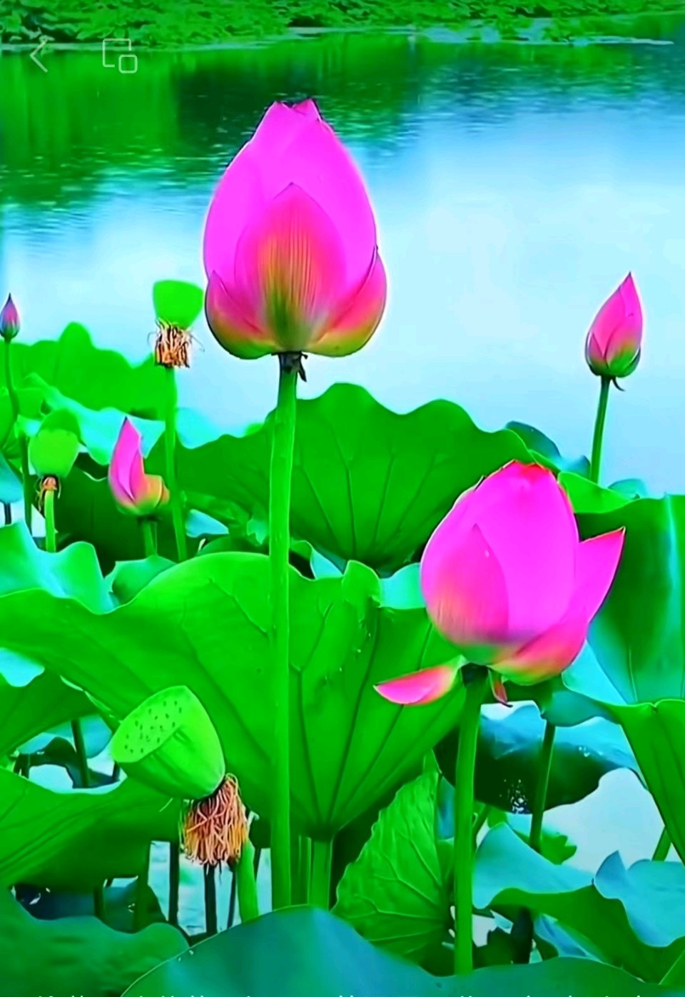 【荣耀中国】文学社*芙蓉醉 作者/怪夫子（图4）