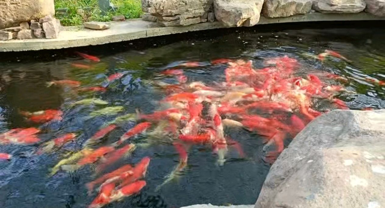 撰稿：白荷《缘定太行》（图3）
