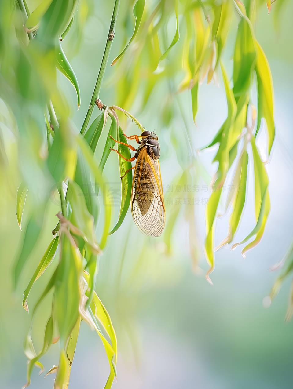 荔枝香•盛暑林都追凉（柳永体） 作者:王省南（浙江杭州）（图2）
