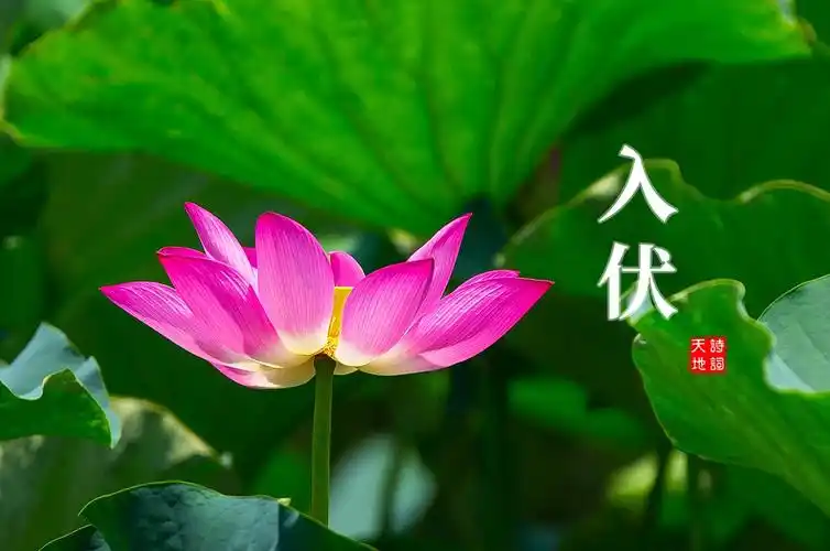 【节令】鹧鸪天·入伏（晏几道体：作者/马德武（发于北京）（图2）