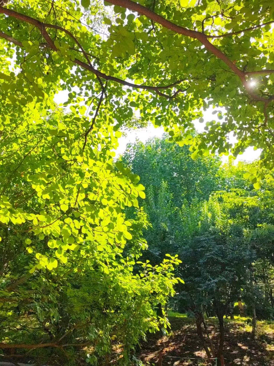 夏日觅清凉（图9）