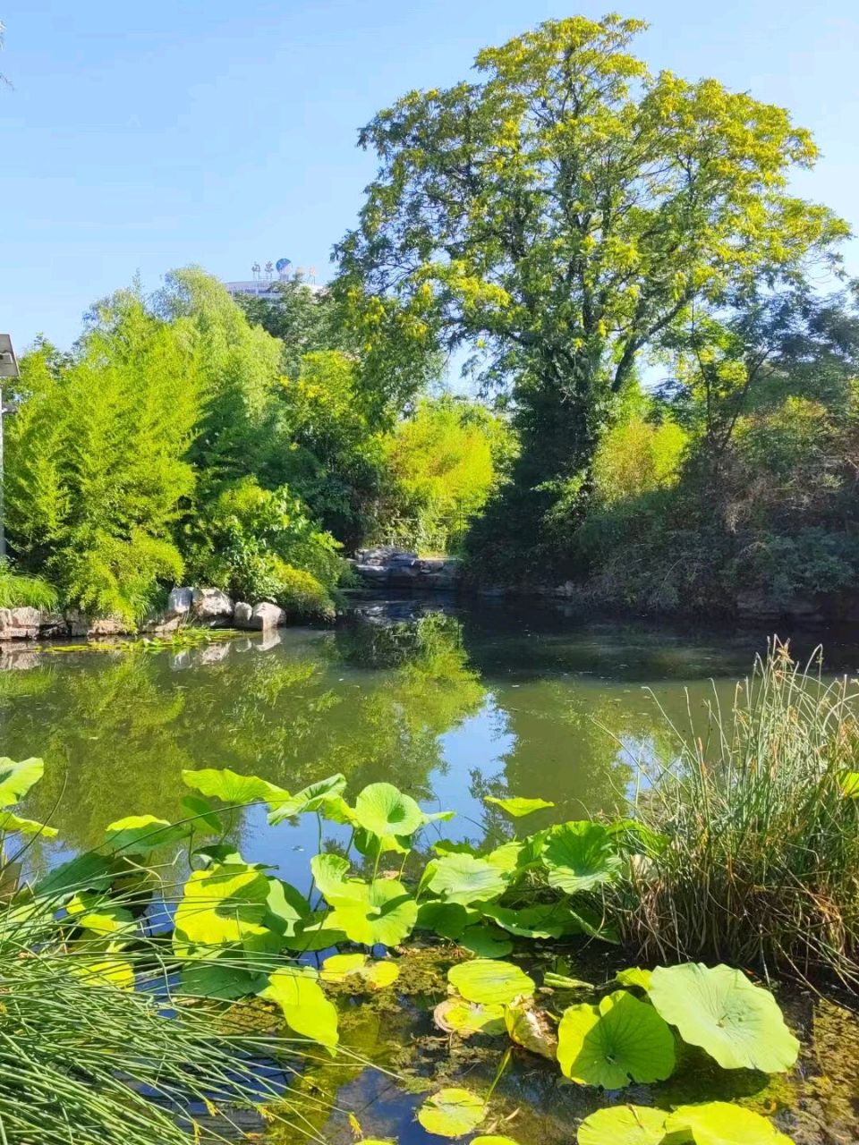 夏日觅清凉（图6）