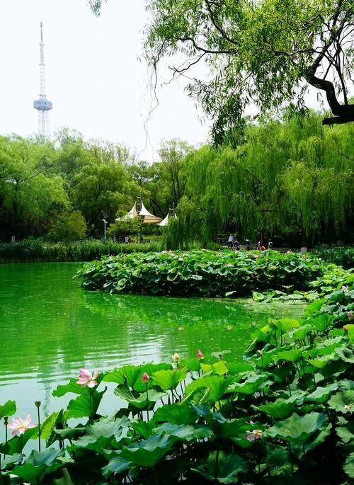 夏日觅清凉（图3）