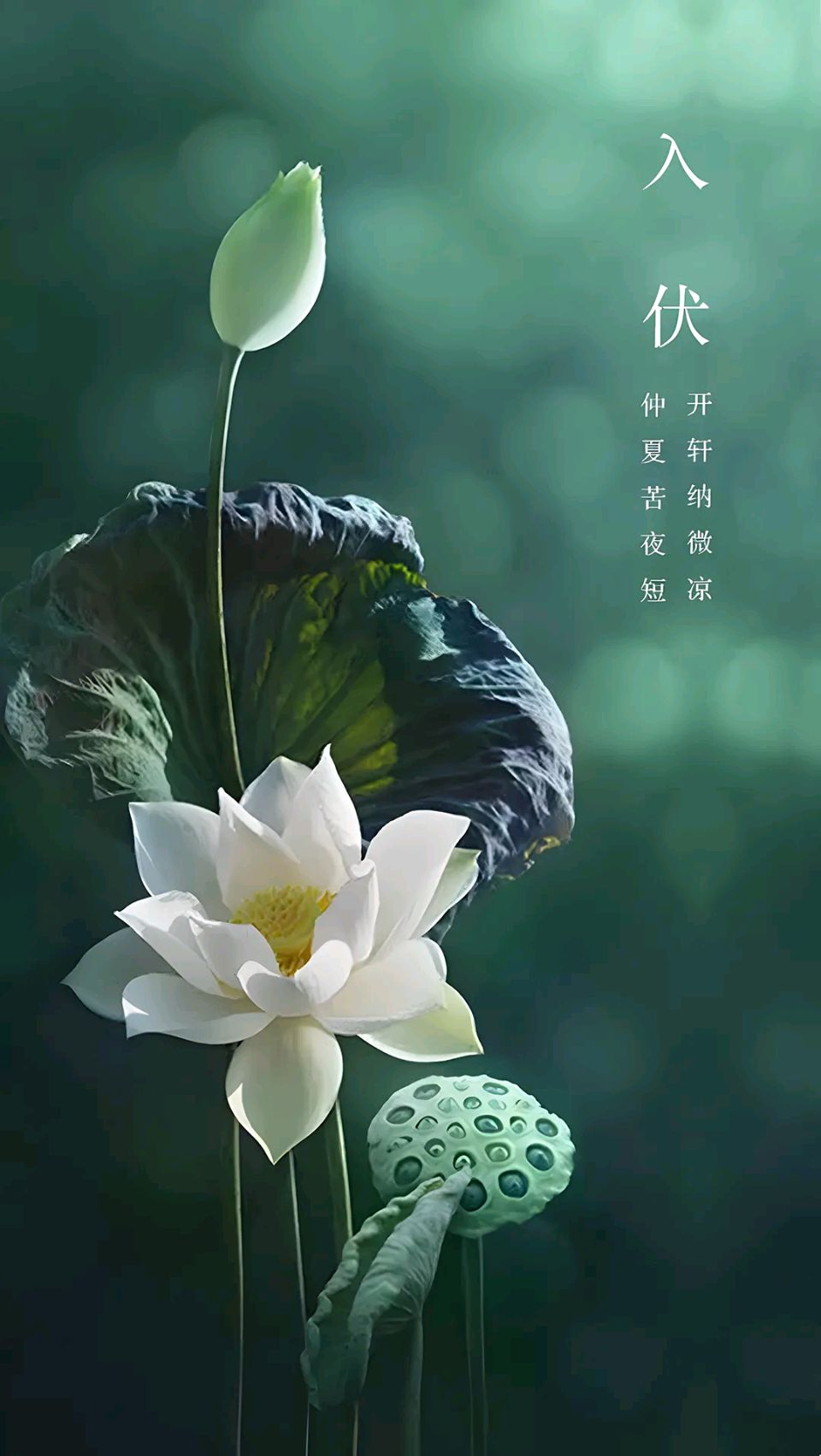 【神都诗社】龙门诗苑063期《入伏》（图4）