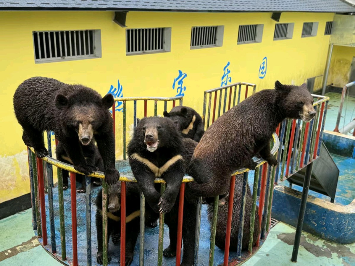 七律 . 大美辽沈•聚焦铁岭熊基地/岸 峯（图3）