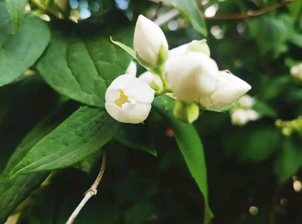 【诗生活】古韵飘香第348期|题图(图6)