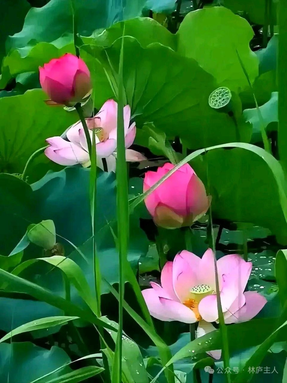 爱已欠费情已停机(图8)