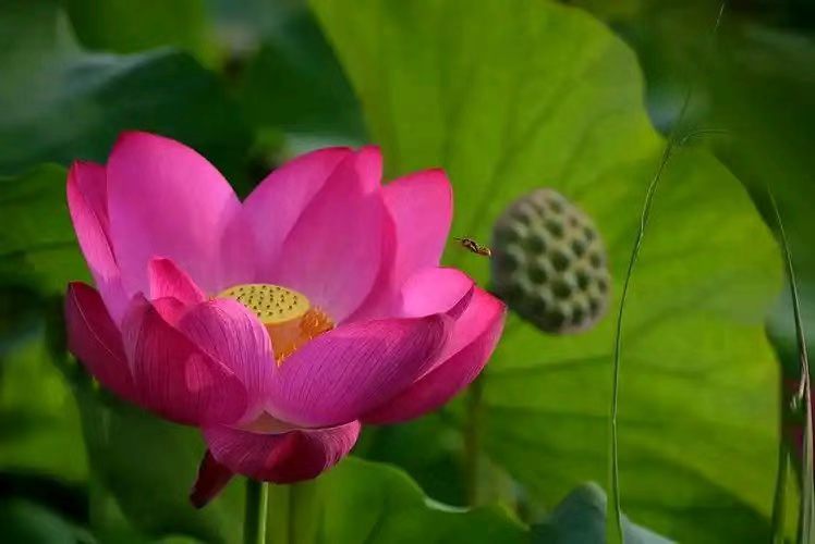 【荣耀中国】文学社*万菊芳题图诗第78期（图6）