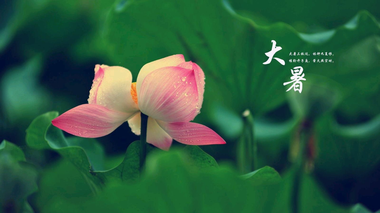 【经典推荐】“农民诗人”曹南强//无名花[外三首]（图6）