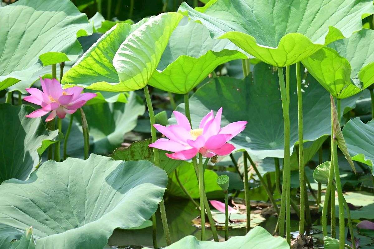 巴山夜雨·巴浩洁‖荷月莲花三赋‖北京头条045期（图5）