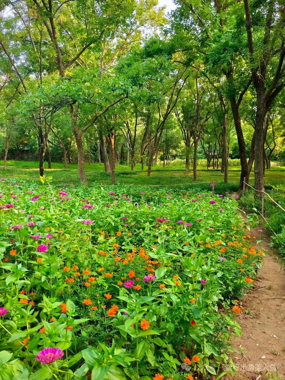 漫山百日菊（图3）