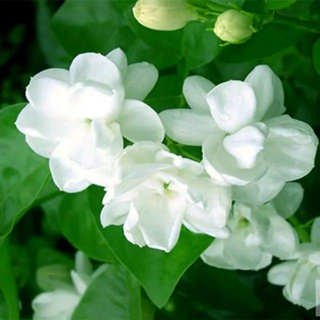 【都市精英文学社】蝶恋花 咏茉莉（冯延巳体）文/虞慧（江西）（图4）