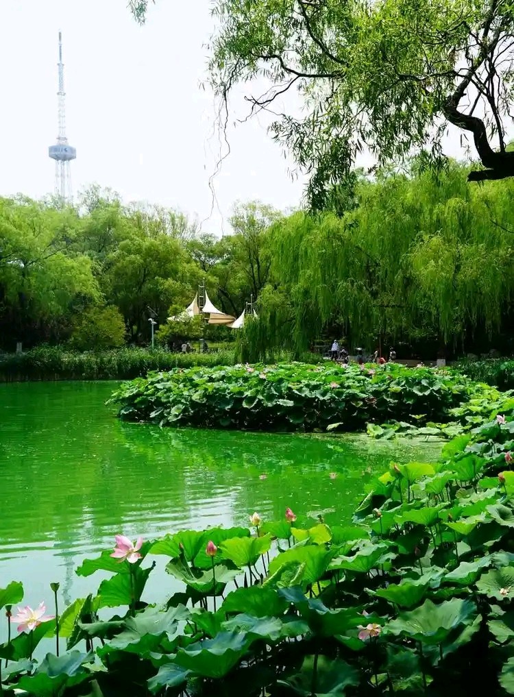 雨过柳翠.风来荷香（图6）