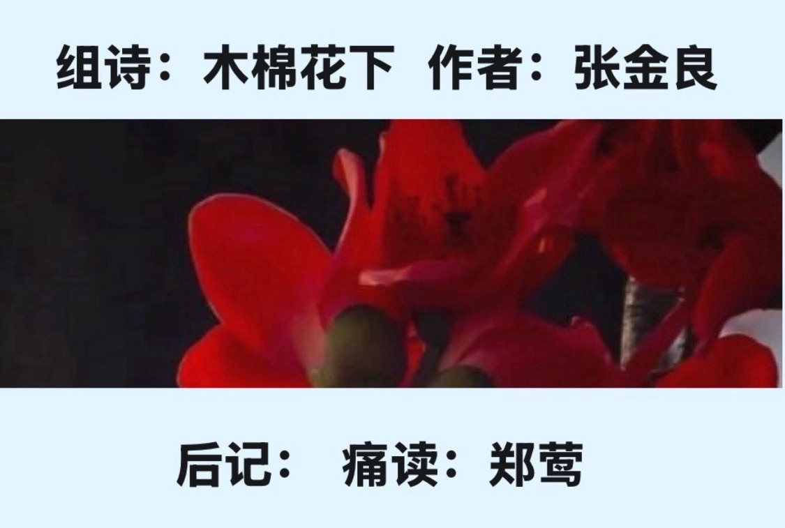 【八一专刊】组诗:木棉花下|作者:张金良 朗诵:卓然艺术联盟主播团(总3547期)(图46)