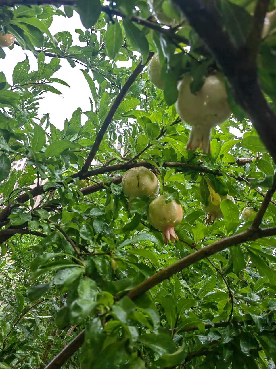 雨过石榴润（图5）