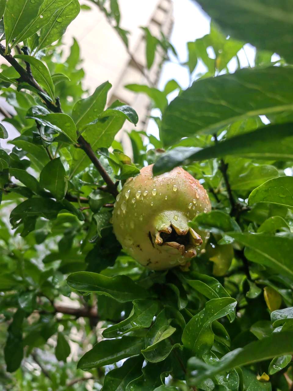 雨过石榴润（图4）