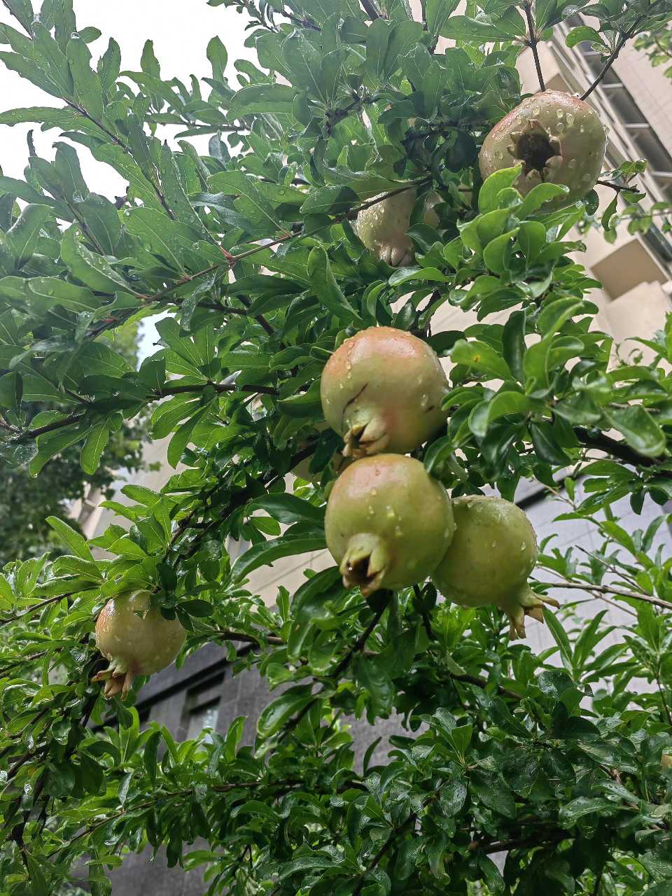 雨过石榴润（图3）