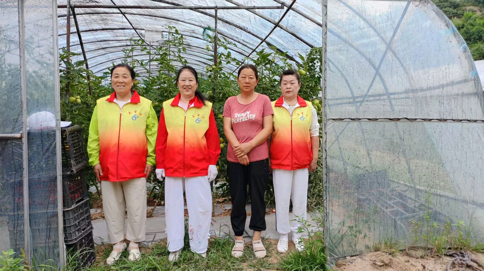 蔬菜大棚听心声 志愿走访暖农心（图3）