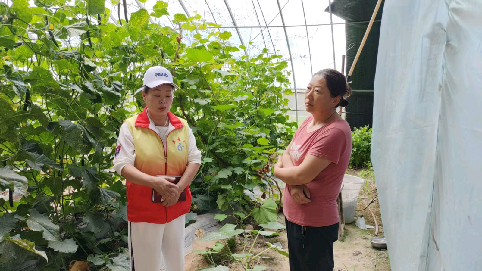 蔬菜大棚听心声 志愿走访暖农心（图4）