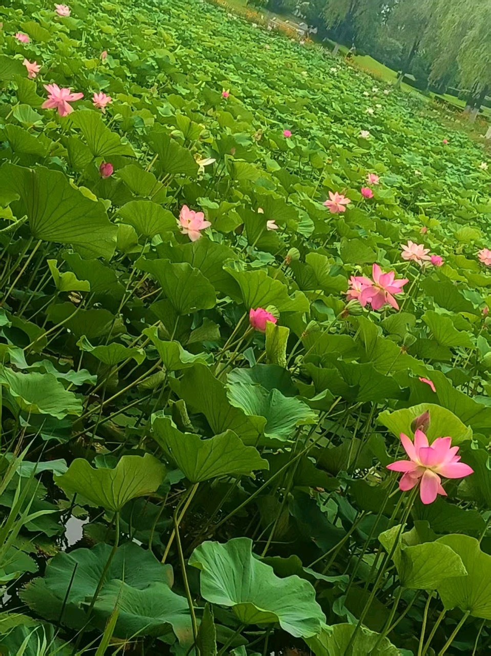 《中华好诗词》分享优秀作家诗人姚树学先生《赞九台新州夏日荷花五首》敬请雅鉴(图7)