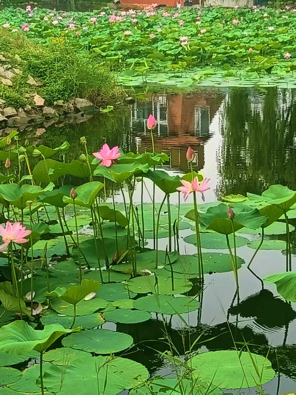 《中华好诗词》分享优秀作家诗人姚树学先生《赞九台新州夏日荷花五首》敬请雅鉴(图9)