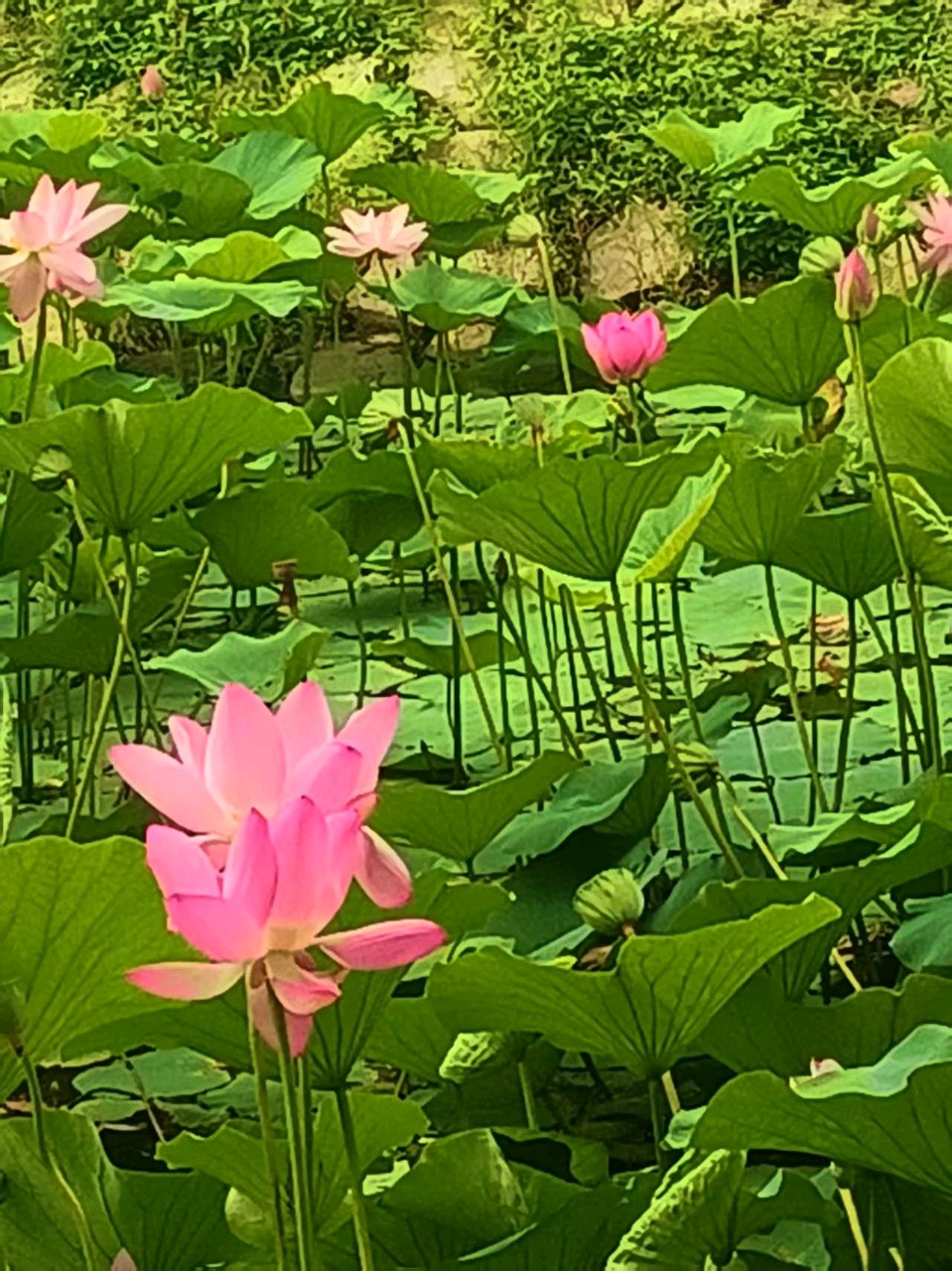 《中华好诗词》分享优秀作家诗人姚树学先生《赞九台新州夏日荷花五首》敬请雅鉴(图8)