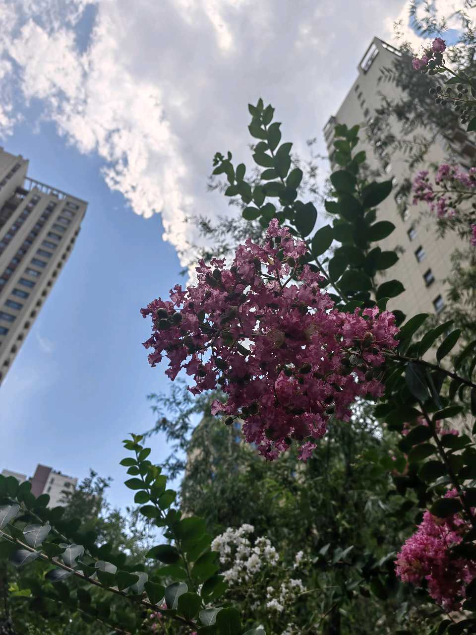 伏暑漫步随想（图7）