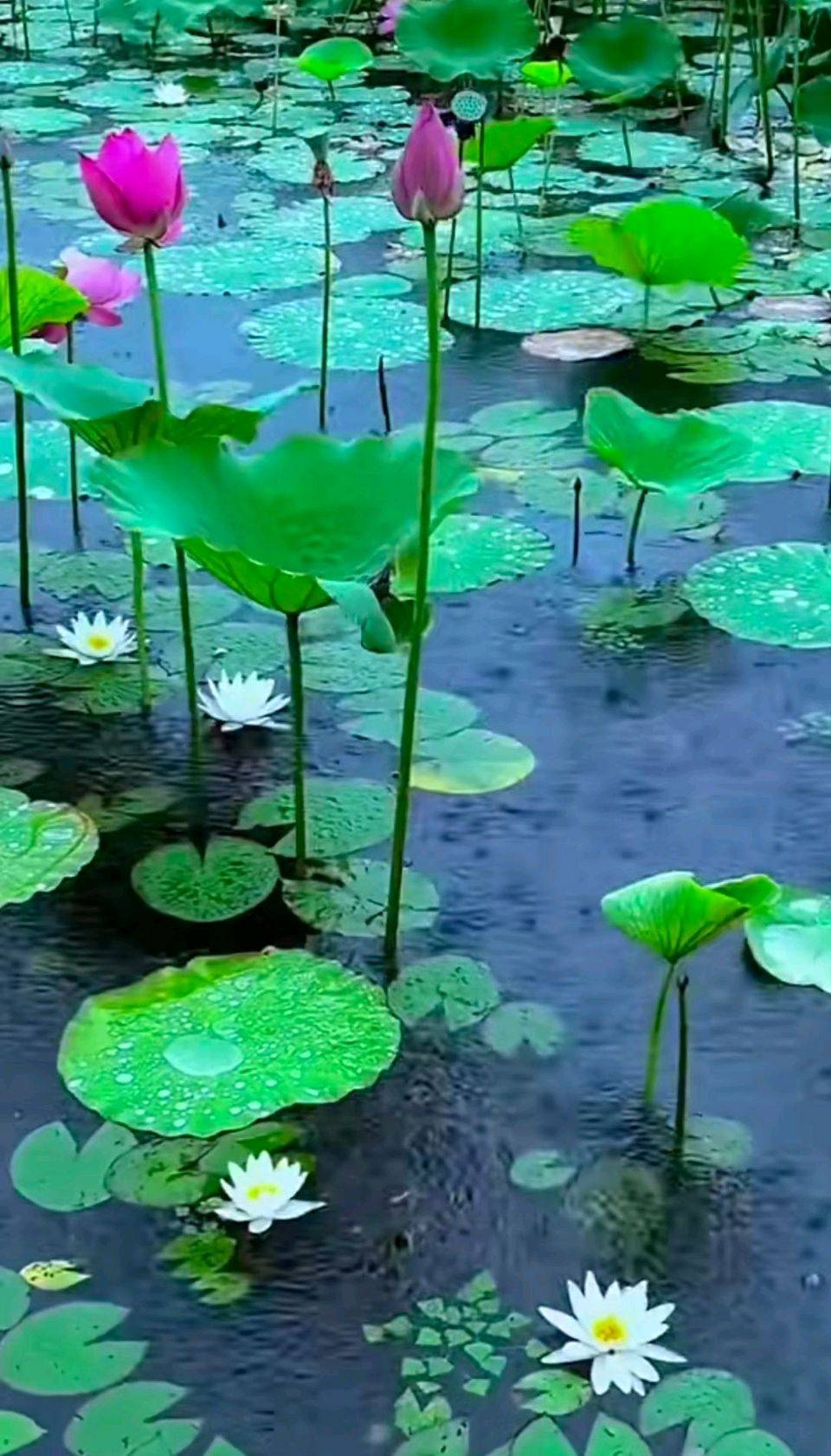【诗词书画群英社】七律*忆儿时荷塘秋景(新韵)王楼(内蒙)(图2)
