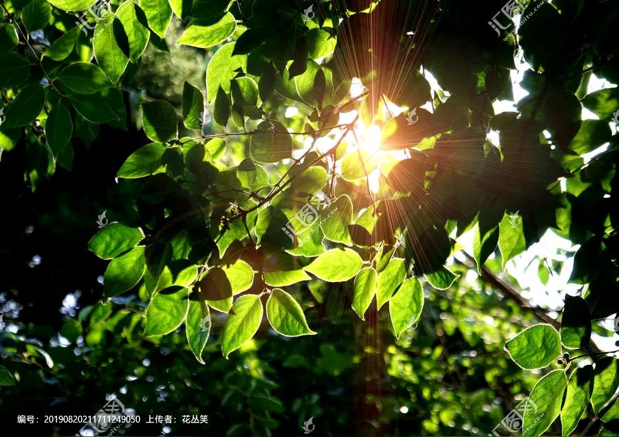 微型散文诗《伏天等候一叶秋》