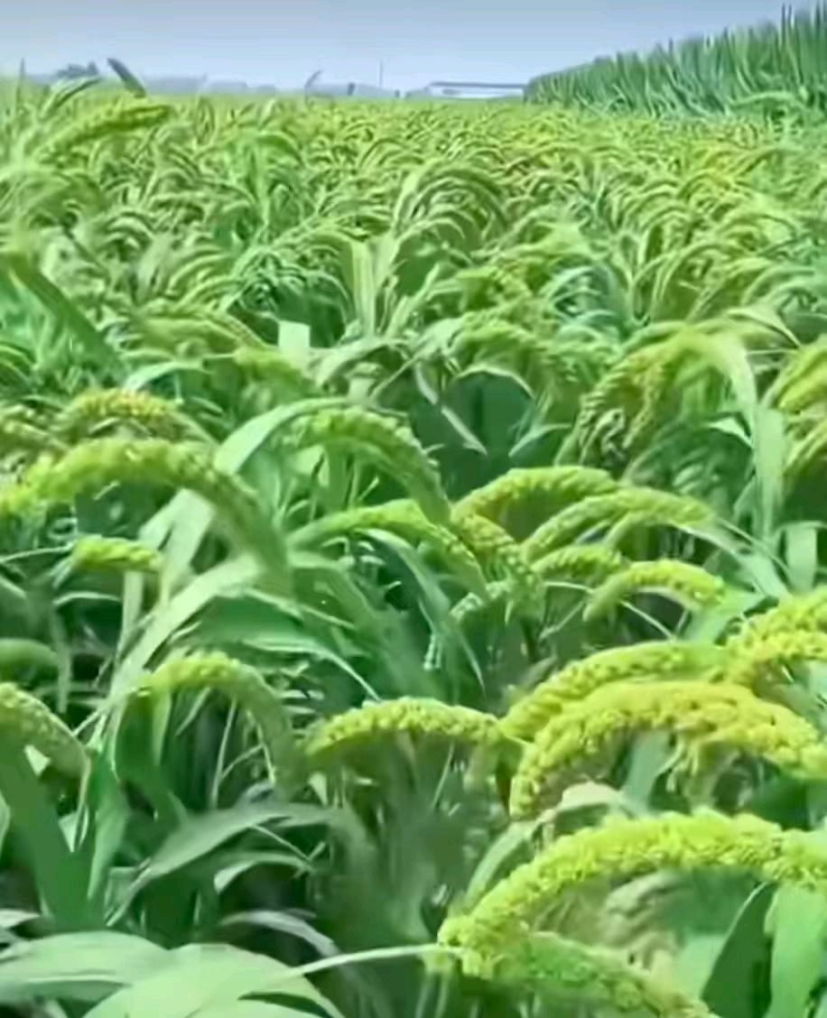 夏未渐稳,秋初已至《丙午立秋》节气同题专刊【岭南文学诗词交流】614期(图12)