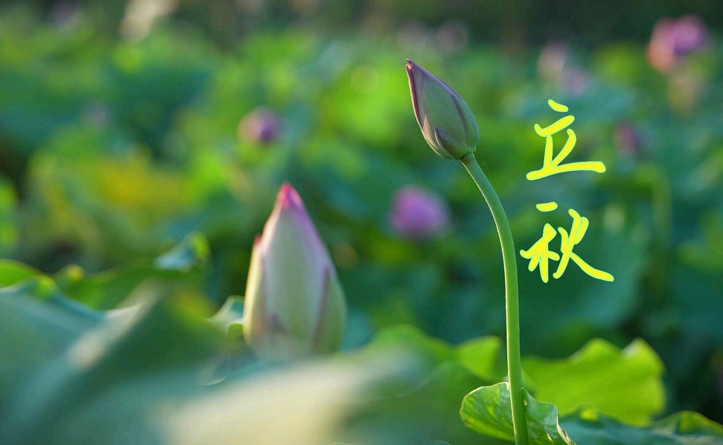 七律-立秋（外一首）吴君明（云南）（图14）