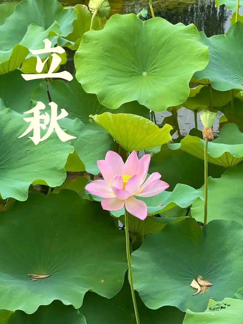 立秋有寄||巴彦诗协【1196】（图5）