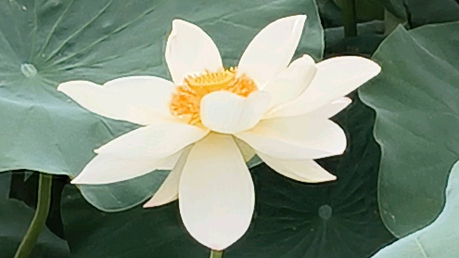 红色石家村的荷花开了(图5)