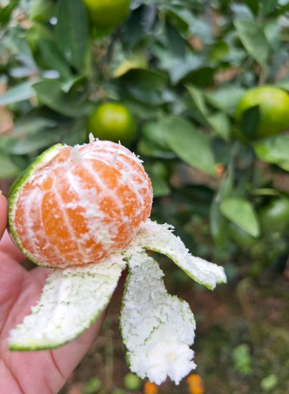 寻乌蜜桔:头茬鲜果熟啦！