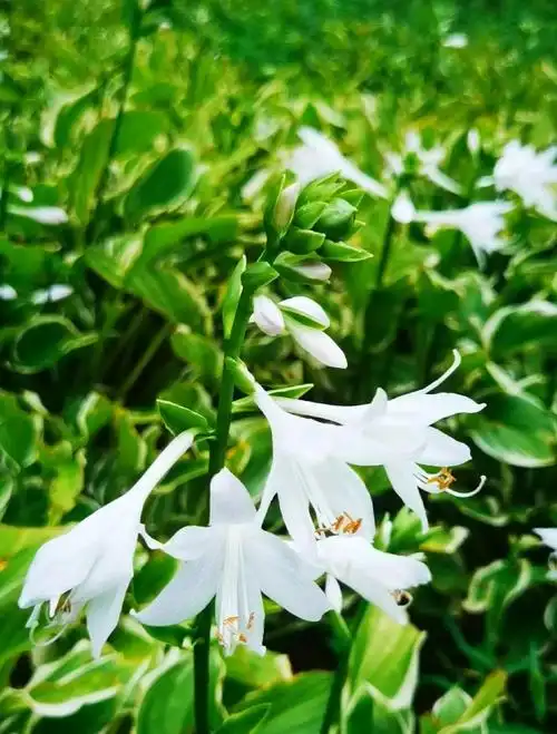 刘凤亭：浅秋花卉||巴彦诗协【1197】（图4）
