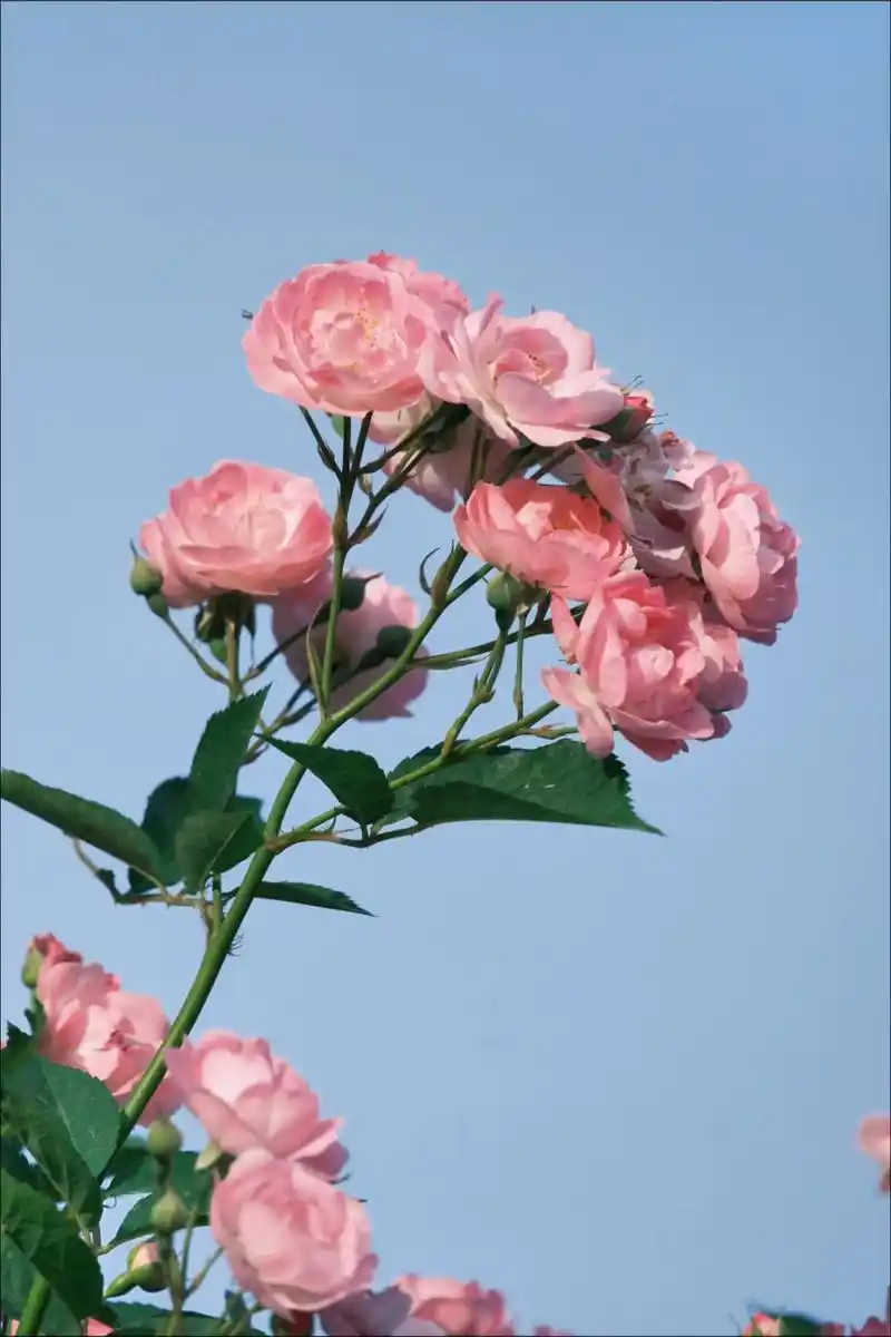 刘凤亭:浅秋花卉||巴彦诗协【1197】(图5)