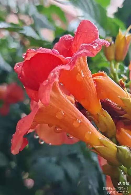 虞美人.凌霄花文/知无涯