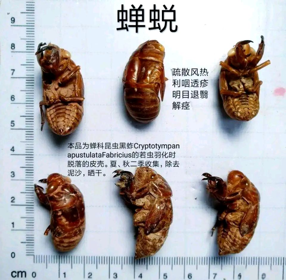280期四季联盟诗社《蝉蜕》华夏荟萃（图3）