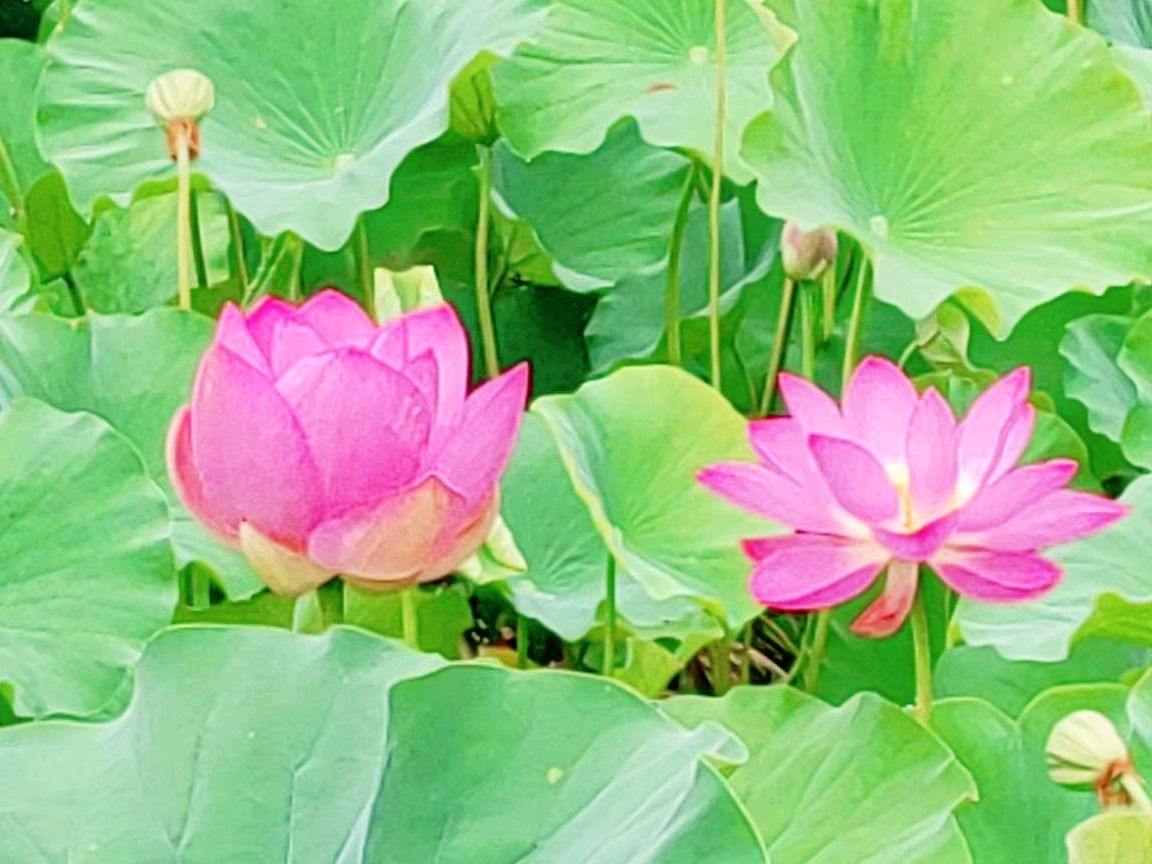 七绝·聂兰萍芳（ 中华新韵 ）藏头诗 作者/周凰（图2）