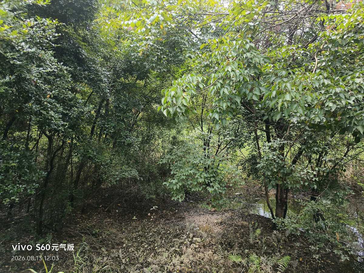 赣州大余民间中医药传承协会副会长张优平赴赣南桃花岛考察（图8）
