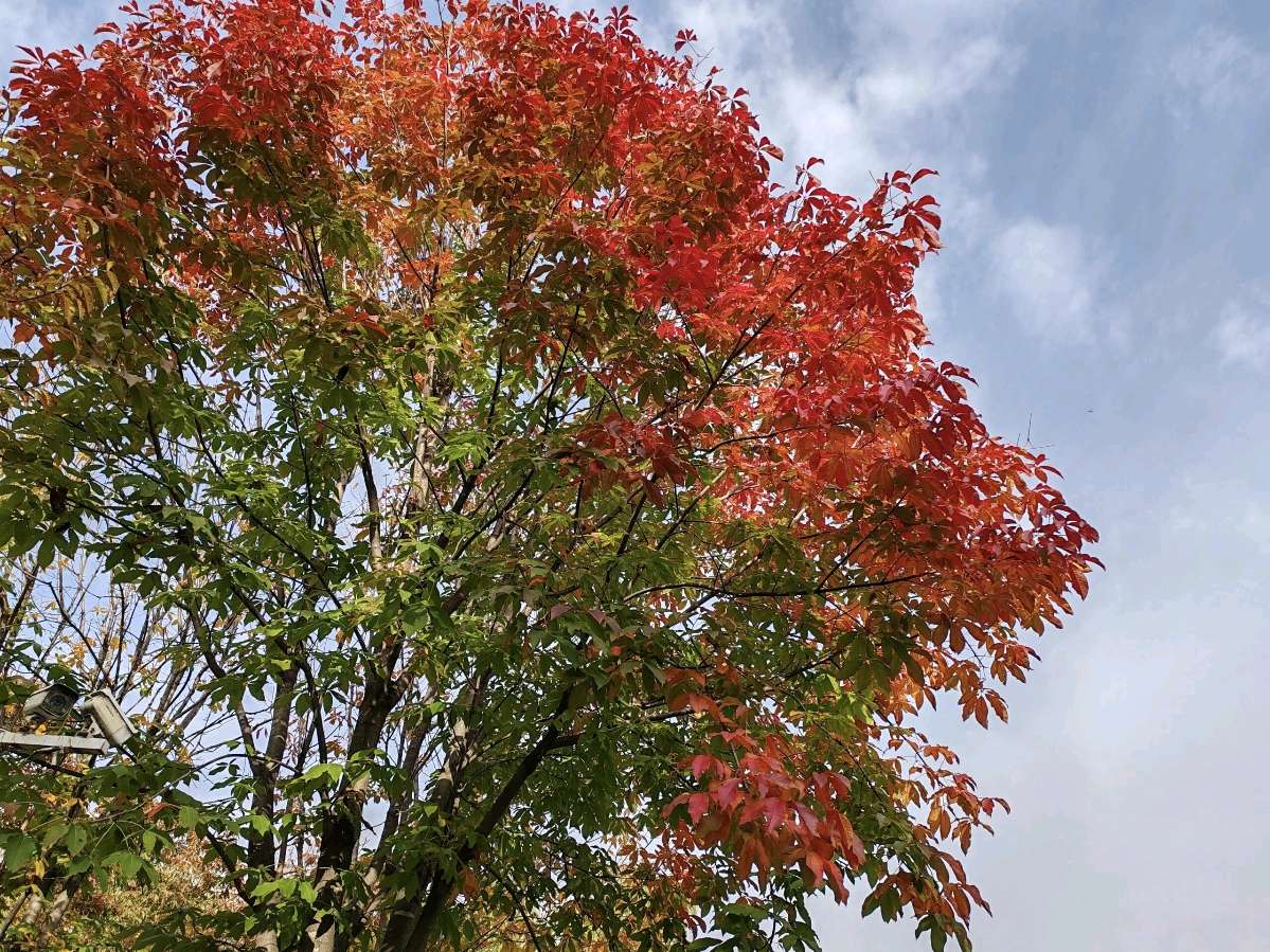 七绝·孟秋文/王桂岭（图4）